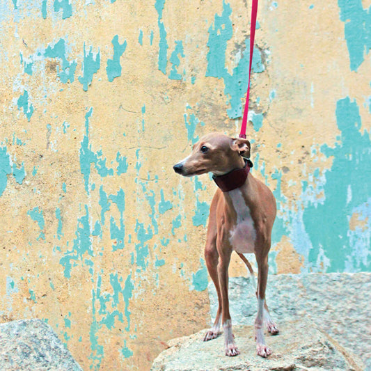 Classic Lightweight Soft Leather Handle Pet Leash