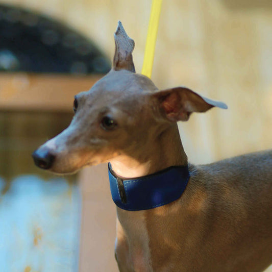 Elliott shirt Wide Padded Soft Leather Dog Collar