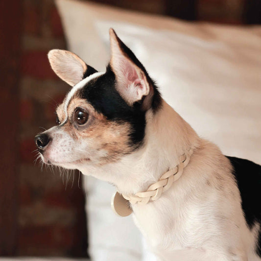 Knit Thin Soft Leather Pet Collar