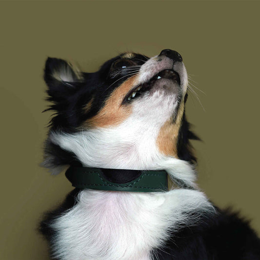 Scoop shirt Thin Soft Leather Pet Collar