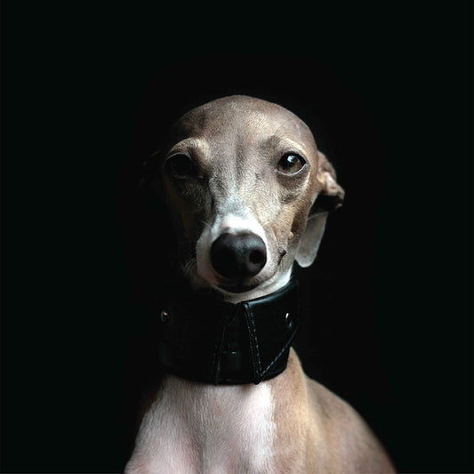 Spread shirt Wide Padded Soft Leather Dog Collar