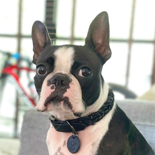 Reflection Soft Leather Pet Collar - Reflective Night-safe Paracord Pet Collar