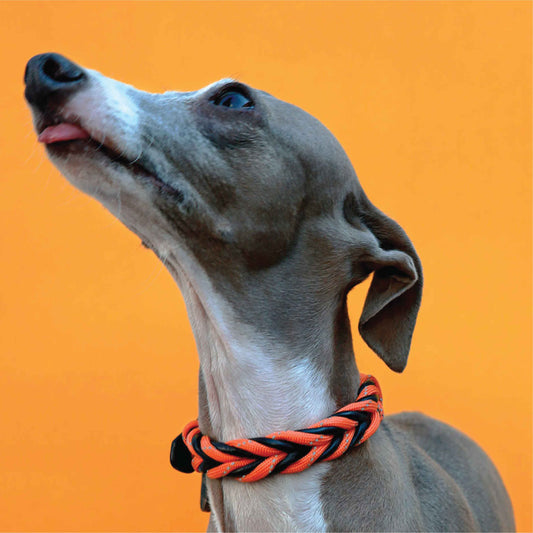 Reflection Soft Leather Pet Collar - Reflective Night-safe Paracord Pet Collar - Halloween edition