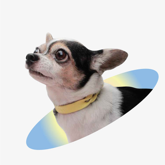 Twist Thin Soft Leather Pet Collar - Monophonic