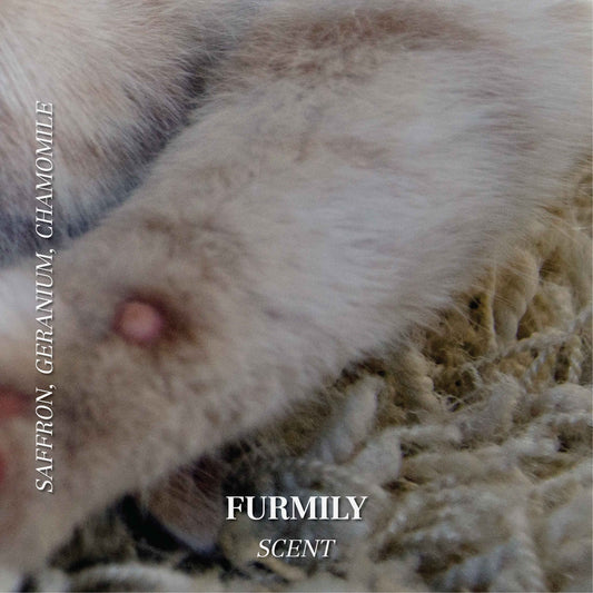 Pet odor candles - Scented soy candle - Furmily scent