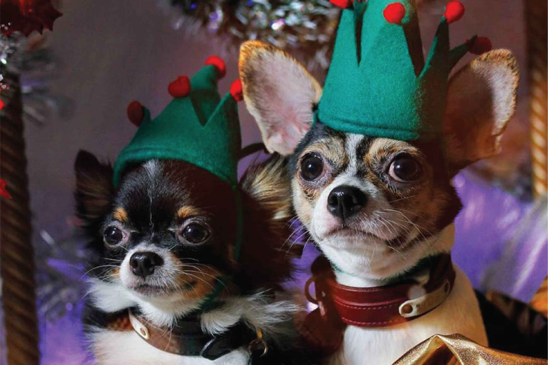 3 Pet gifts that hit the spot in 2023!