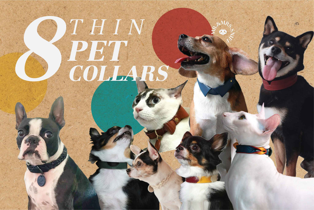 8 COLLECTIONS THIN PET COLLAR FOR CATS AND DOGS