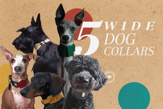 5 WIDE DOG COLLARS FOR PET LONG-NECK BREEDS