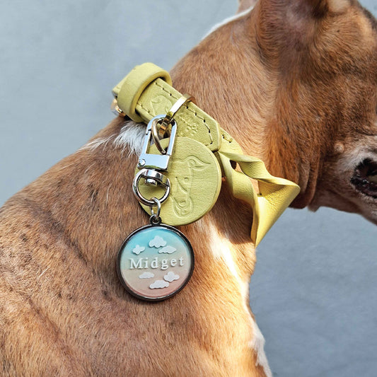 Dog wearing a yellow collar with a resin round tag on a blurred background