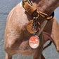 Resin Pet ID Tag, Personalized Stainless Steel Dog Cat Name Tag | Daylight