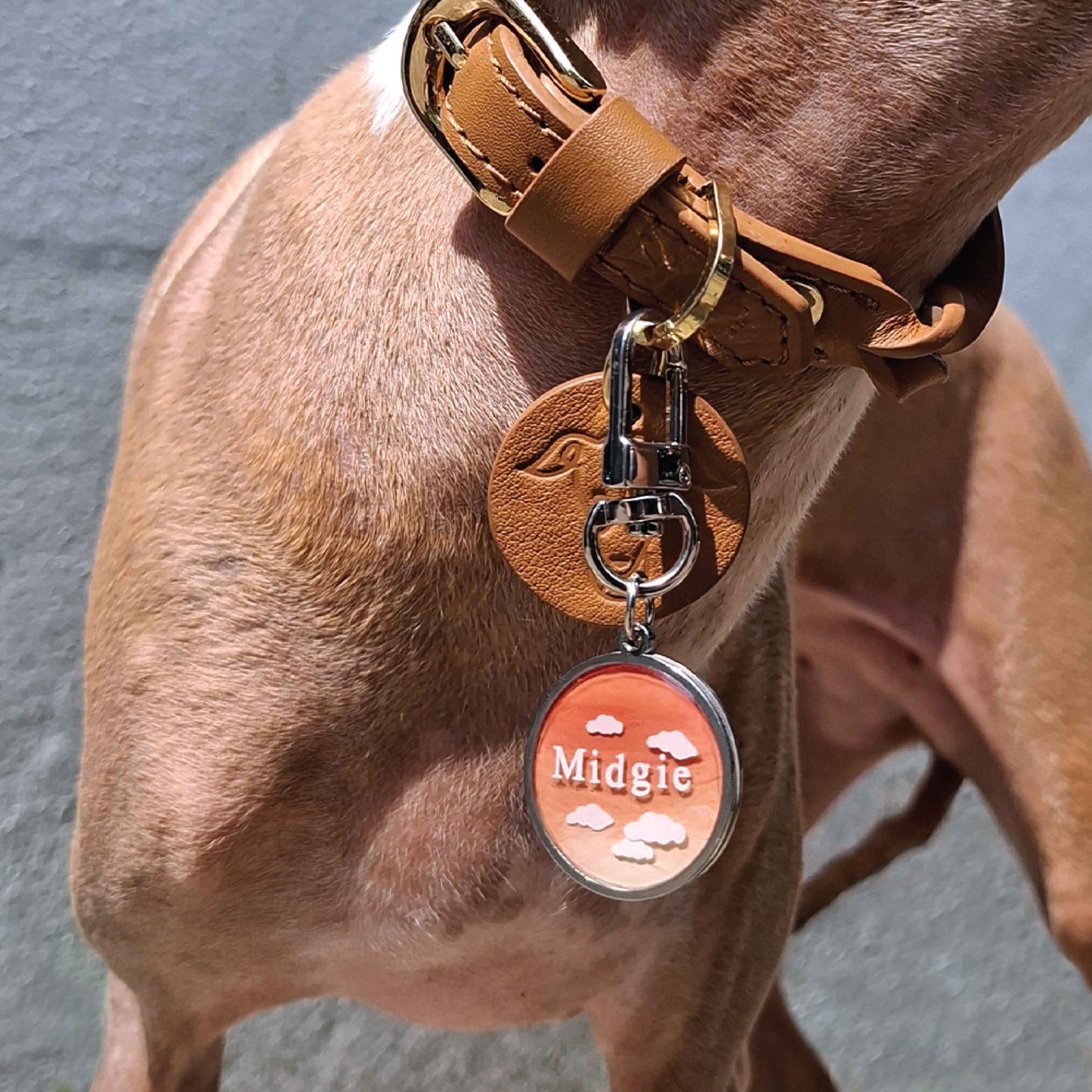 Resin Pet ID Tag, Personalized Stainless Steel Dog Cat Name Tag | Daylight