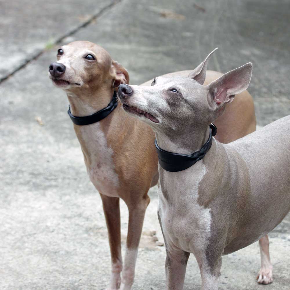 ツイストワイドソフトレザー犬用首輪 - モノフォニック