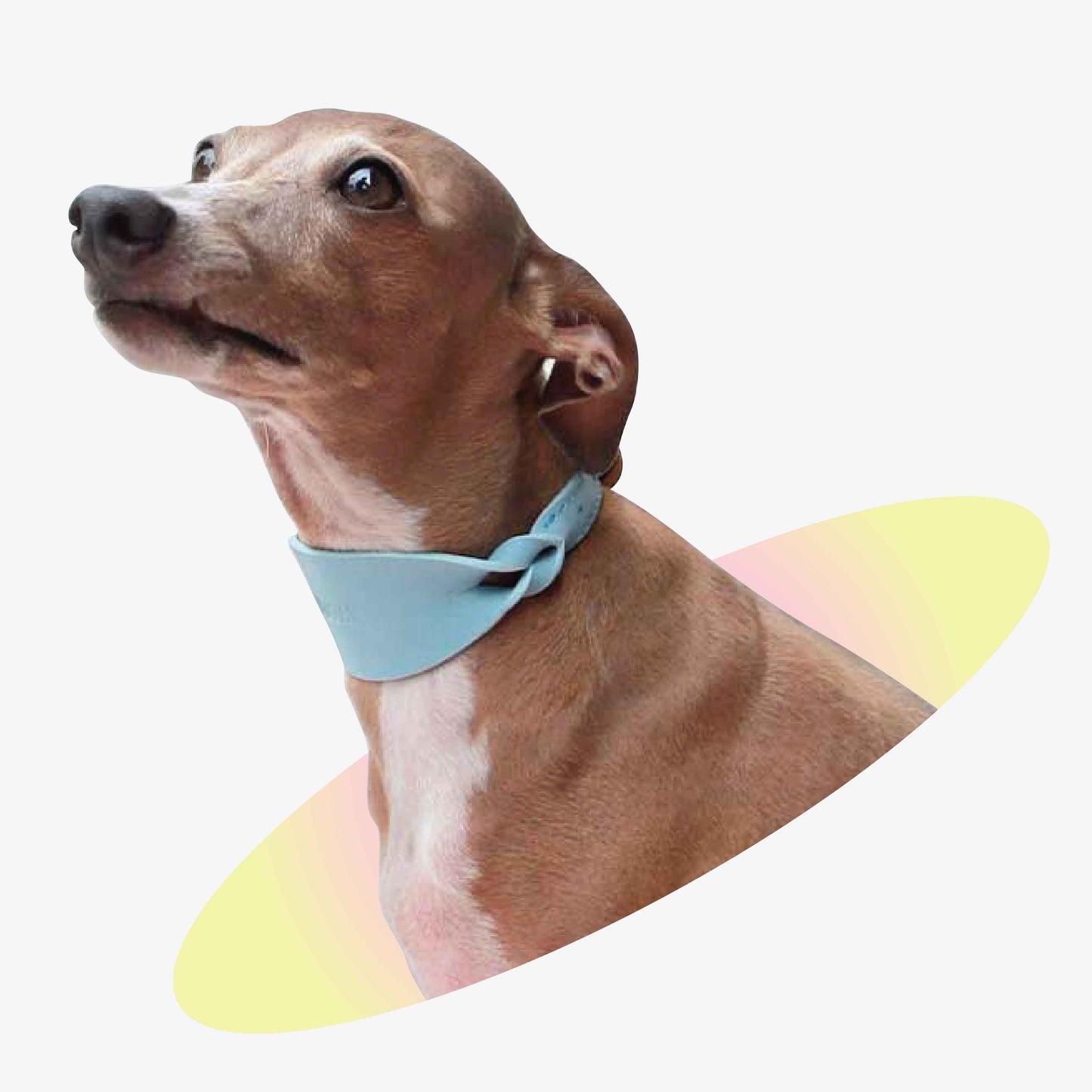 【SALE30%】ツイストワイドソフトレザー犬用首輪 - モノフォニック
