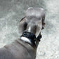 Twist Wide Soft Leather Dog Collar - Black on Black