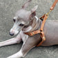 Brown soft leather step-in and quick-release dog harness. Italian Greyhound harness. Whippet harness. Sighthound harness