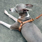 Brown soft leather step-in and quick-release dog harness. Italian Greyhound harness. Whippet harness. Sighthound harness