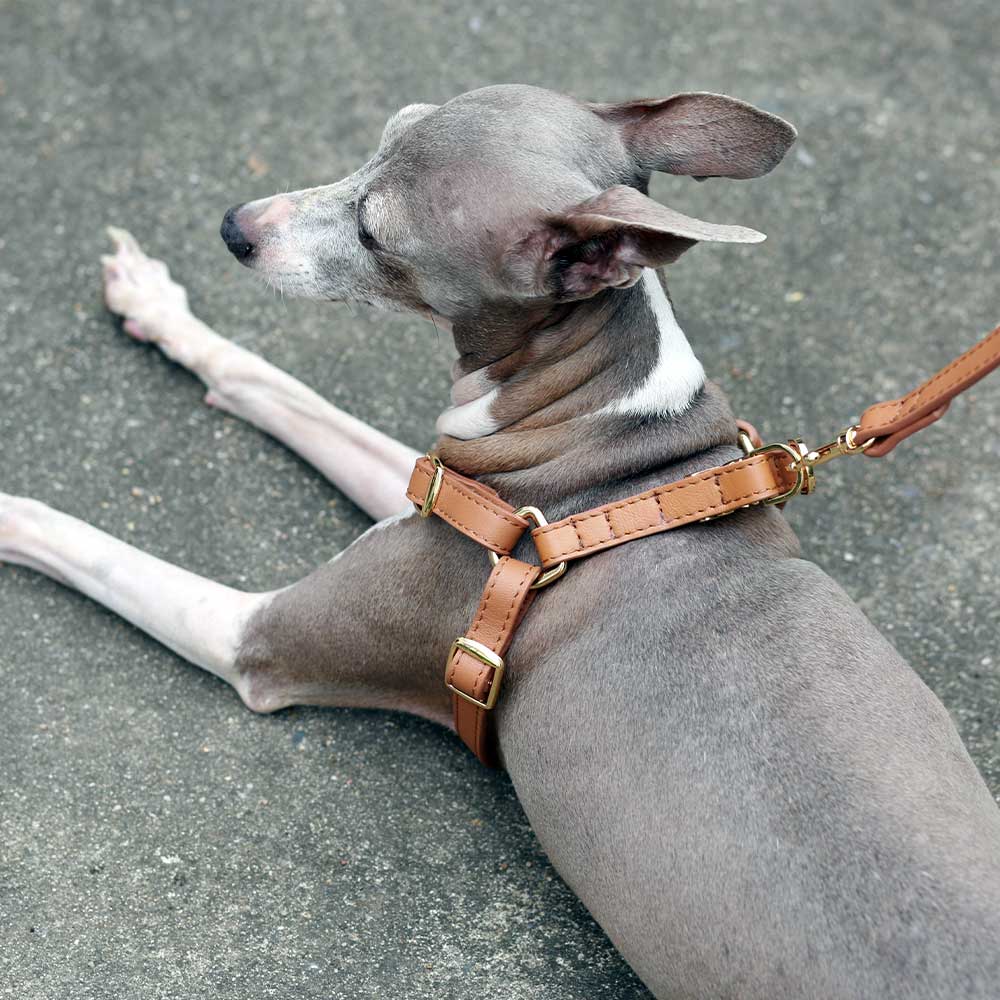 Brown soft leather step-in and quick-release dog harness. Italian Greyhound harness. Whippet harness. Sighthound harness