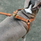 Brown soft leather step-in and quick-release dog harness. Italian Greyhound harness. Whippet harness. Sighthound harness