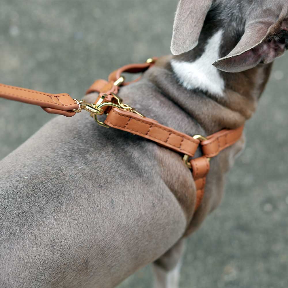 Brown soft leather step-in and quick-release dog harness. Italian Greyhound harness. Whippet harness. Sighthound harness