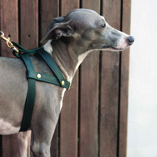 Classic Soft Leather Pet Harness