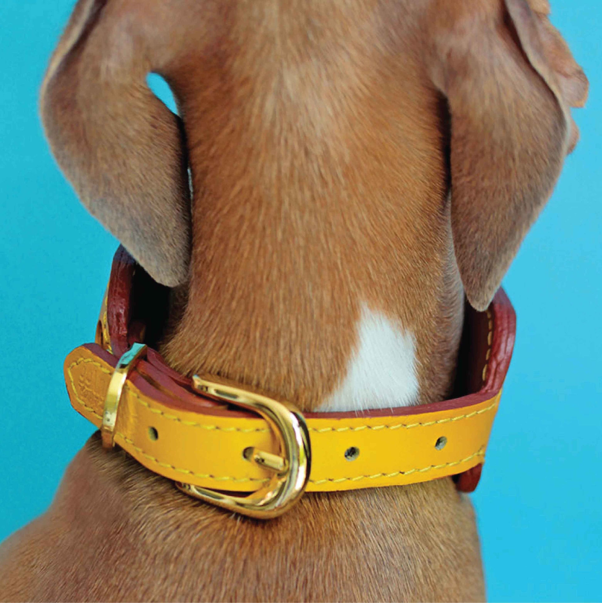 Hermes Hound Leather Dog Collar- 9 Colors