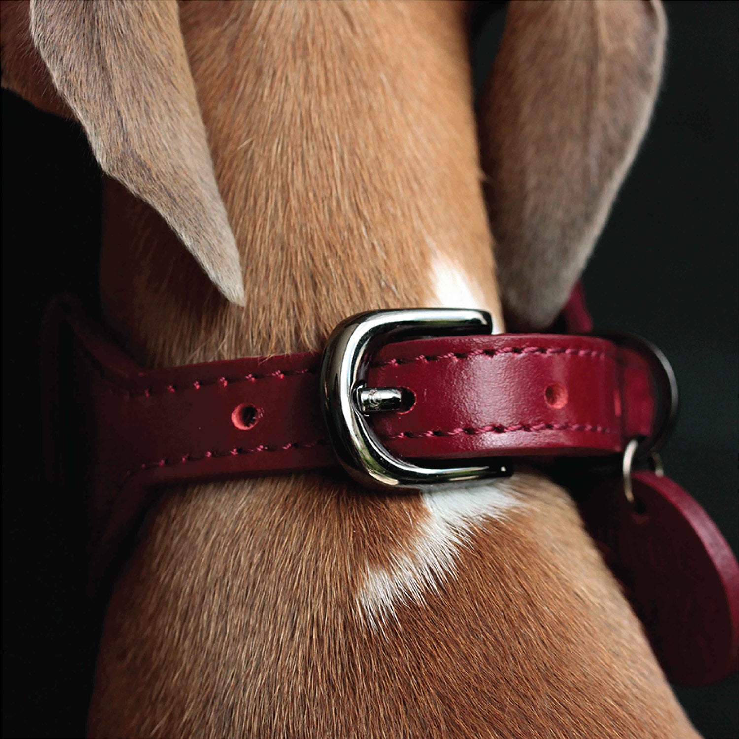Hermes Hound Leather Dog Collars