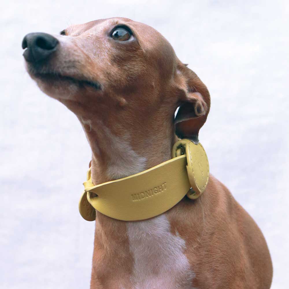 Pets AirTag® + Collar Holder, Medium