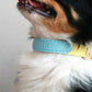 Musée Thin Soft Leather Pet Collar - Sustainable pet collar - Eco-Friendly
