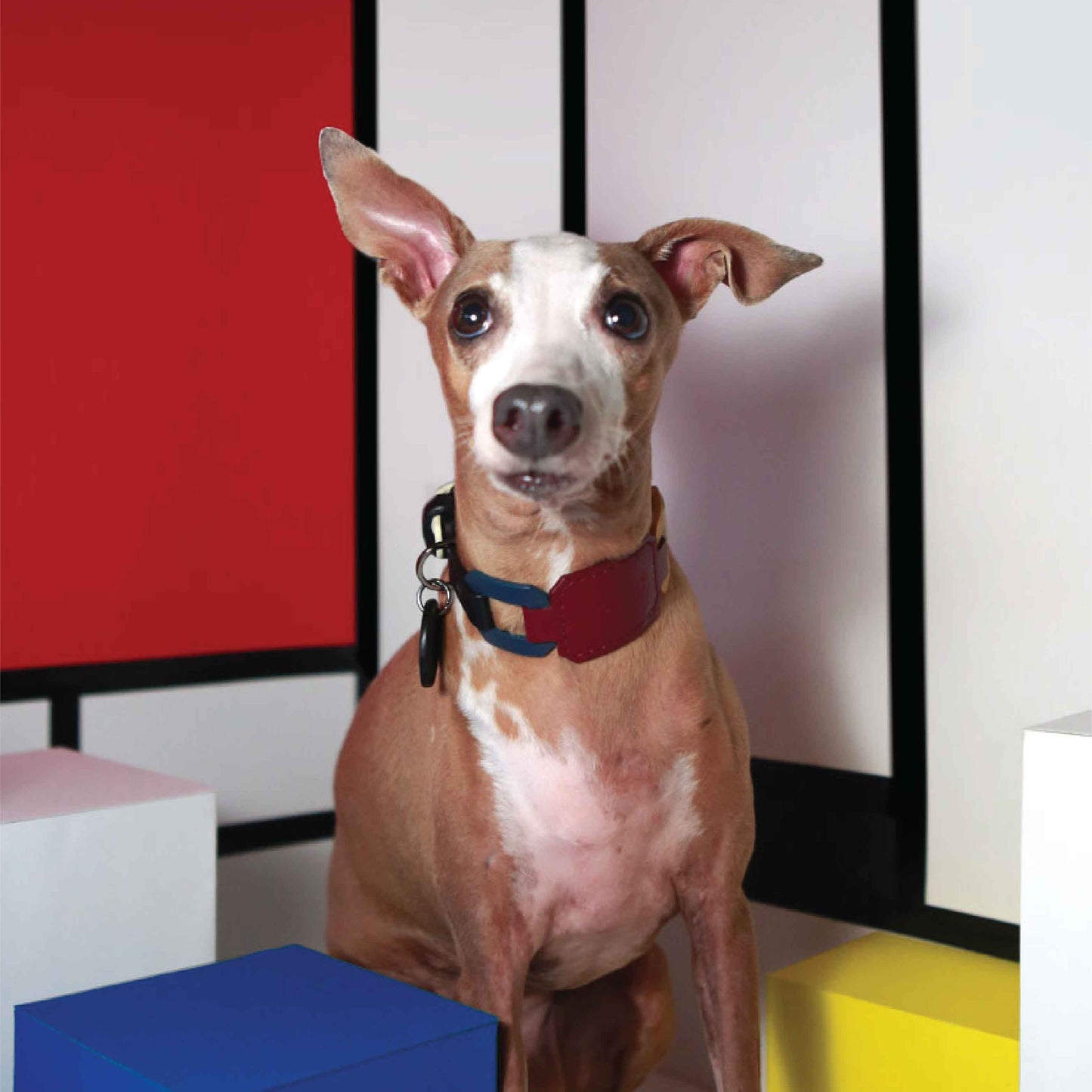Musée ワイドソフトレザー犬用首輪 - 持続可能なペット用首輪 - 環境に優しい