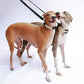 Musée ワイドソフトレザー犬用首輪 - 持続可能なペット用首輪 - 環境に優しい