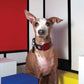 Soft leather wide dog collar. Italian greyhound collar, Whippet collar, Sighthound collar